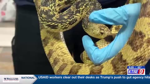 Ellen Trout Zoo sees success in 12-year effort to breed, save endangered snake species