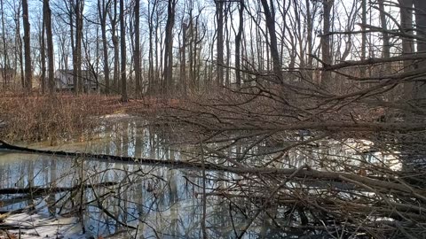 Neighborhood Forest Pond at Sunset