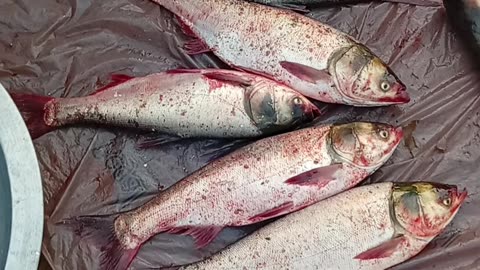 Fish Buying & Selling Secrets You Need to Know NOW