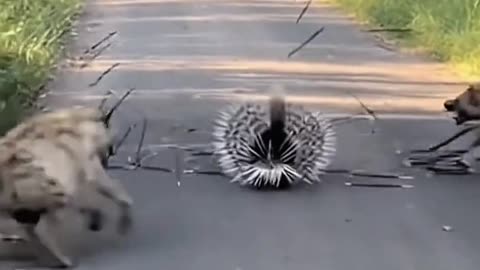 Two hyena Vs Porcupine