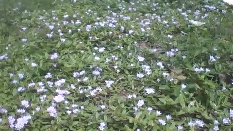 Little flowers in the grass, they are beautiful, they look magical [Nature & Animals]