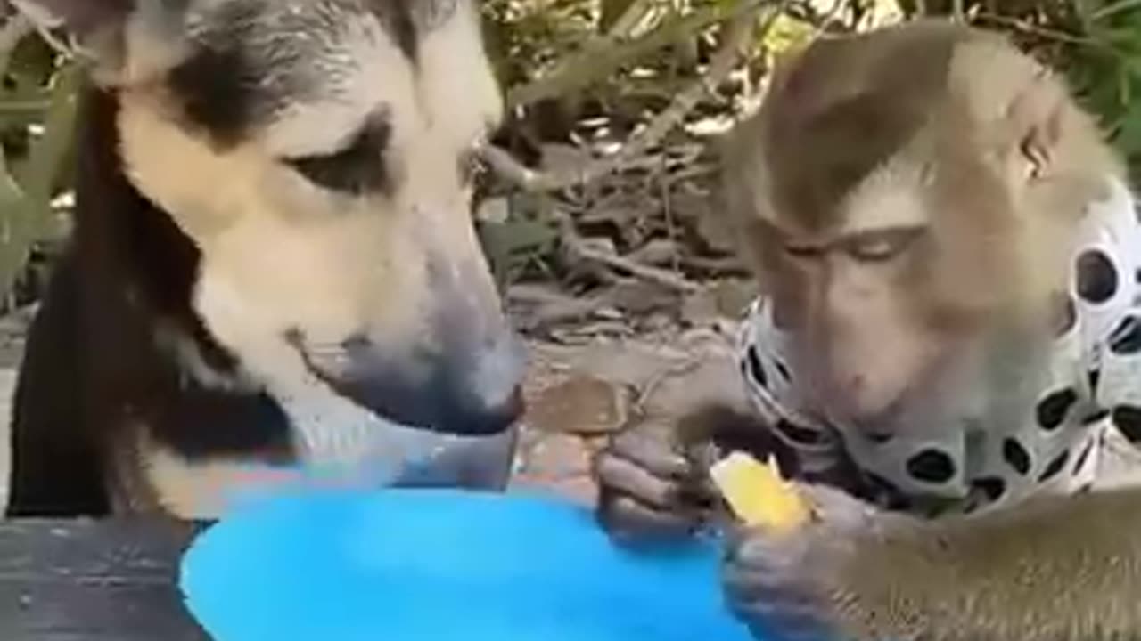 Battle of the cutest: Monkey vs Puppy #cute animals #funny animals #funny #monkey