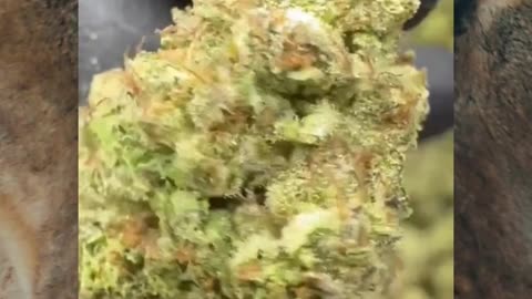 Animal Face THCa Flower | 26% Top Shelf Hybrid | Minty Diesel • Euphoric • Heavy Hitter | Bulk #thca