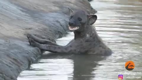 animals