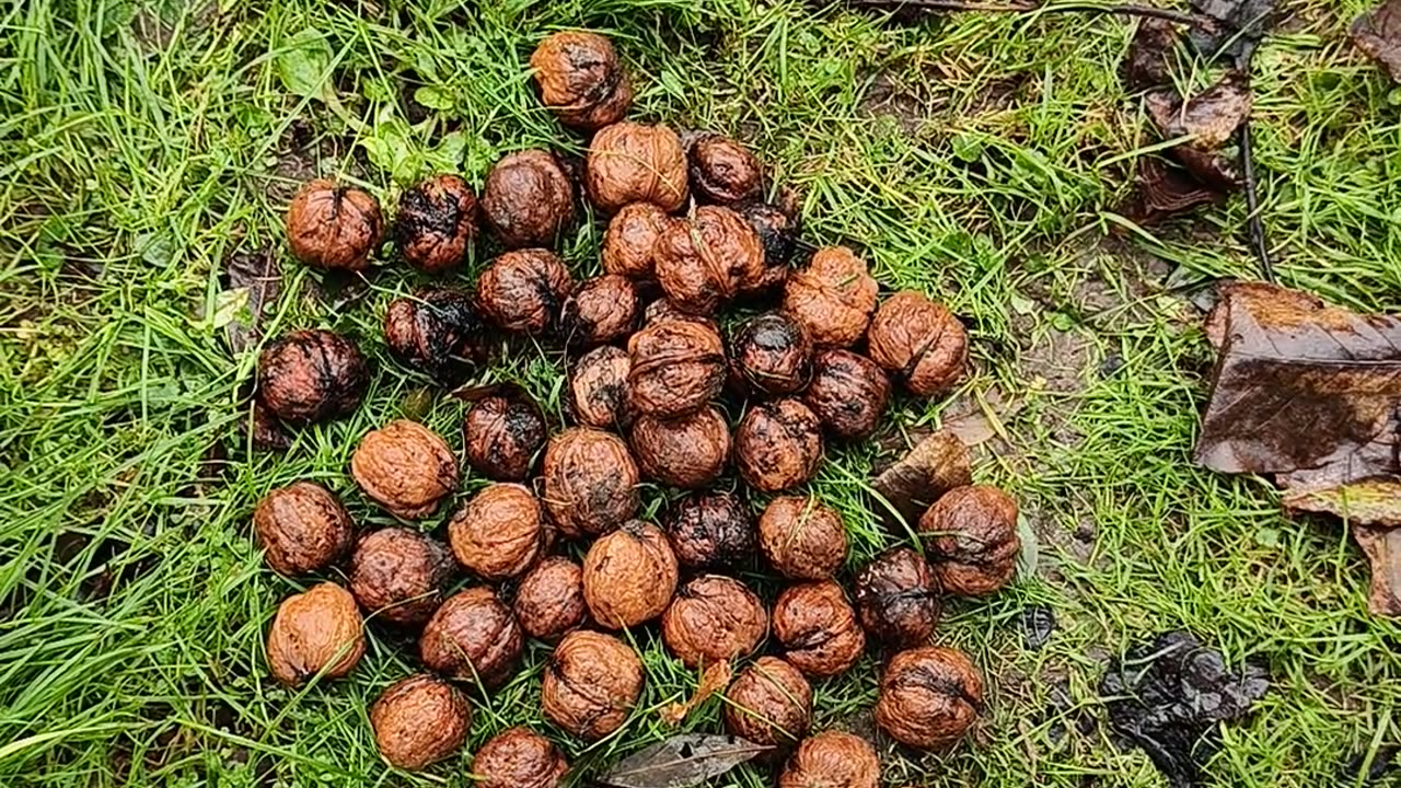 WILD NUTS FULL OMEGA 3