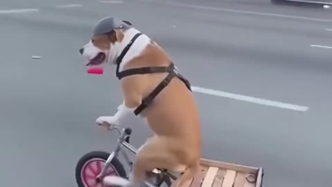 Dog on a tricycle spotted in LA