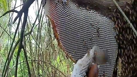 super-huge beehives with huge honey gourds, Delicious honey