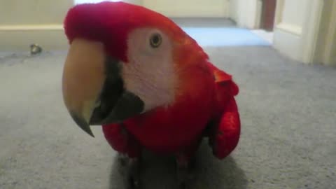BIRD HATES CAMERA AND ATTACKS IT! 🦜 😠 📷