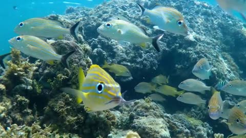 Explore the Ocean's Hidden Wonders