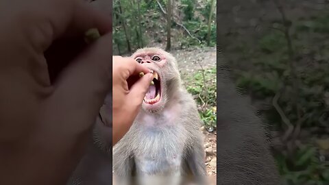 Animals Acting Like Humans – Monkey Edition
