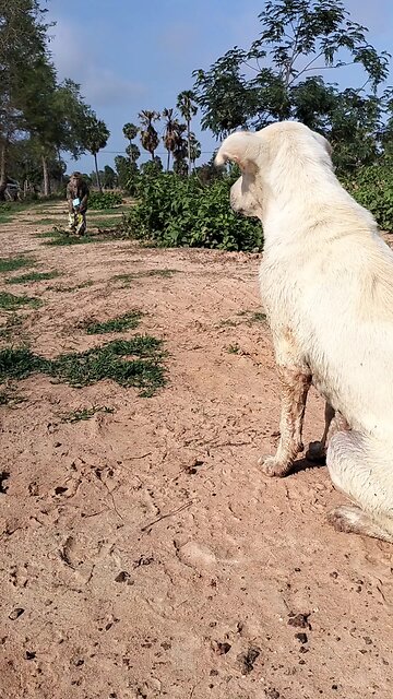 Best SokYaa, OG, Pao & Mom Are Videomous Around The World #shorts #anime #trend #edit