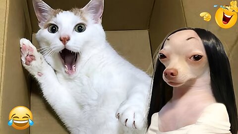 Hilarious Cats & Dogs Moments + What REALLY Happened After! 😂🐶🐱