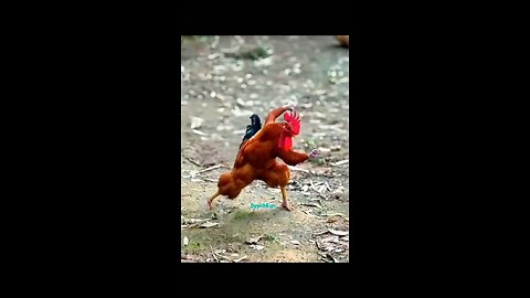 hen this fan kumfu carate king