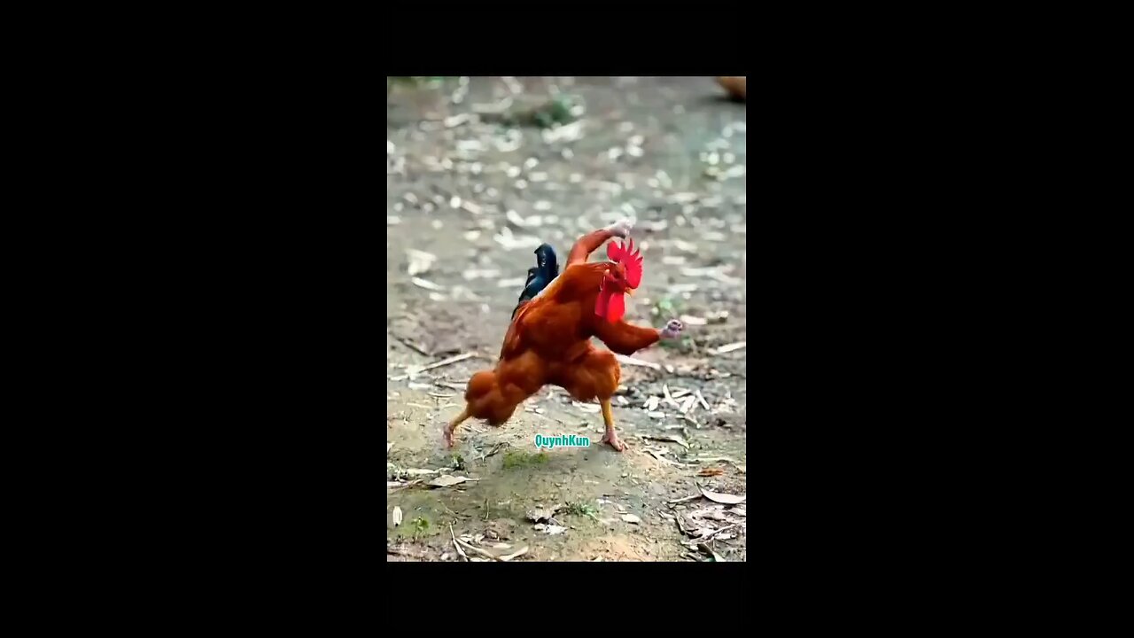 hen this fan kumfu carate king