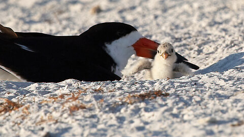 Day 9 of Our Black Skimmer Hatch Watch Part 2: The Cuteness Continues to Grow!