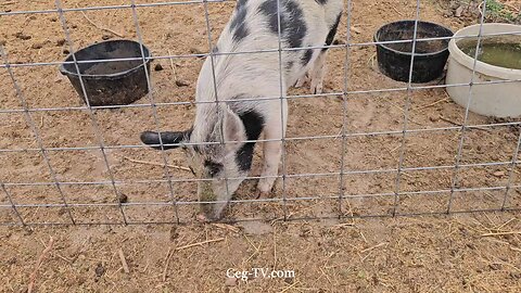 Graham Family Farm NW: 8:15 AM October 11 2025