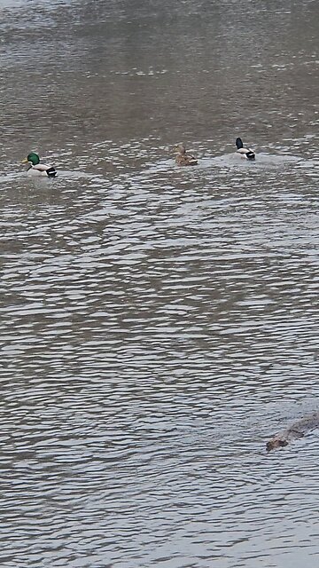Water Fowl Enjoying the Warm Water of Salt Creek