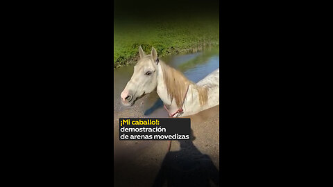 Atrapados en arenas movedizas: el desafío de un hombre y su caballo