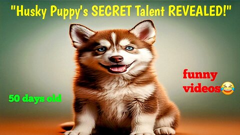 "THE ULTIMATE HUSKY PUPPY VIDEO! Secret Talent, Cuteness Overload & More!" #DogLovers #FunnyAnimals