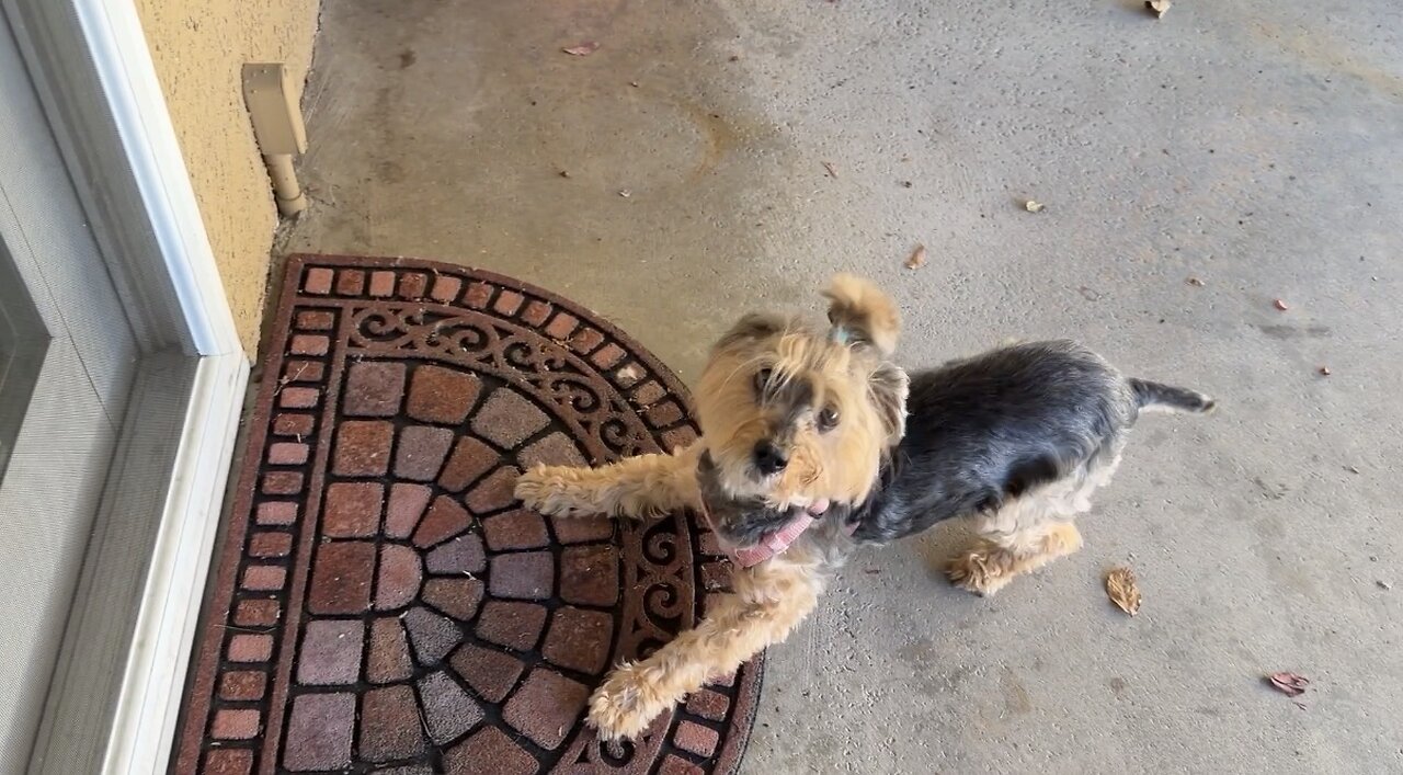 Waffles Sunning, Snoring, and BARKING