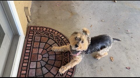 Waffles Sunning, Snoring, and BARKING