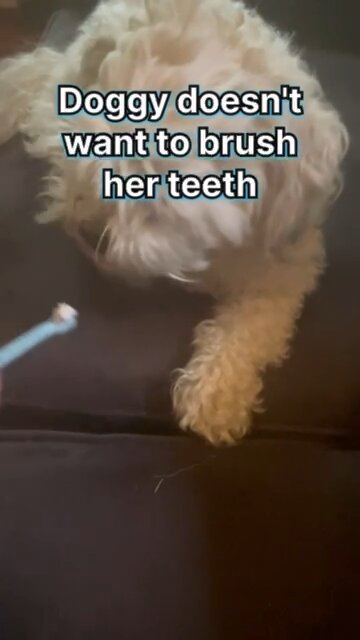 Dog refuses to brush teeth