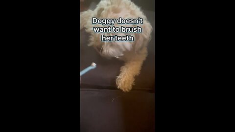 Dog refuses to brush teeth