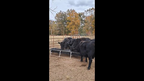 Feeding Angus cattle