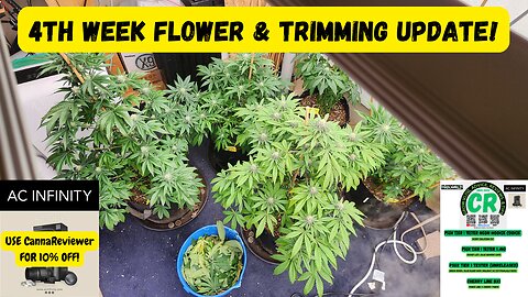 CR's 2024 Fall Grow Unreleased Seeds/Plants Trimming & 4th Week Flower Grow Update!