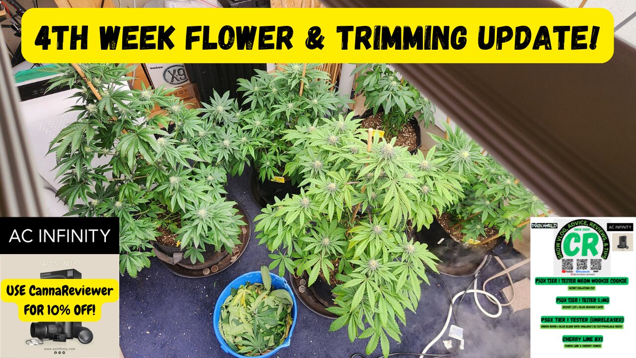CR's 2024 Fall Grow Unreleased Seeds/Plants Trimming & 4th Week Flower Grow Update!