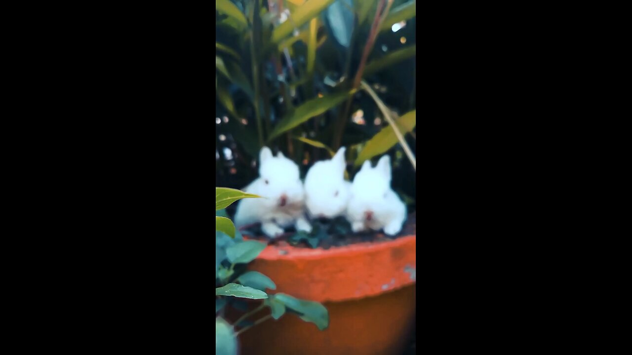 Cute rabbits🐇🐇