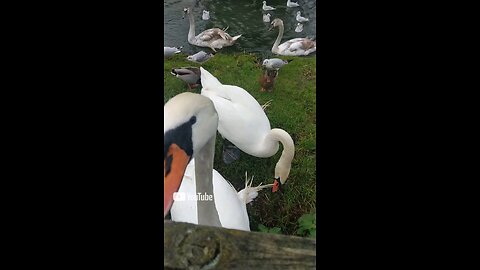 Swans at bell mills driffield