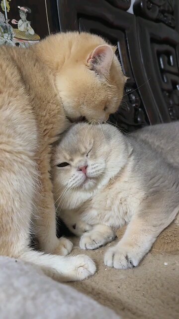 The real LOVE of Cats