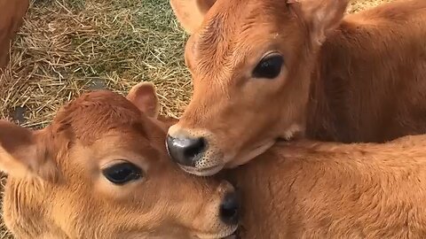 baby cows playing like a kids