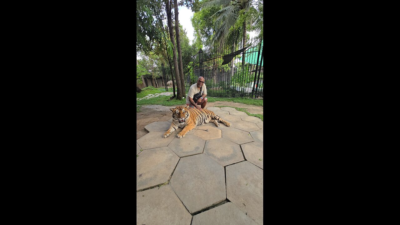 Tiger vs Man