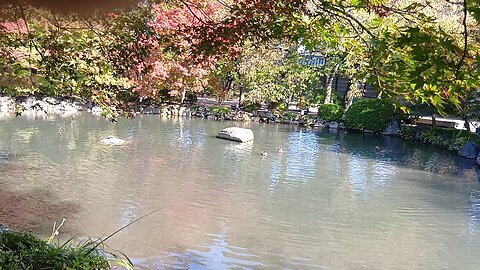 京都の東寺の瓢箪池にいる鴨たちの映像