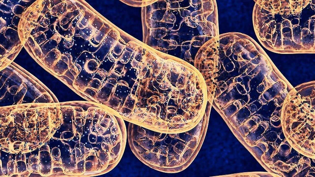 Mitochondria & Orange PEEL Benefits