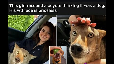 Memes That Will 99.0575% Make You Laugh. (e799)