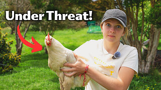 Your chickens' safety is not guaranteed - They are coming!