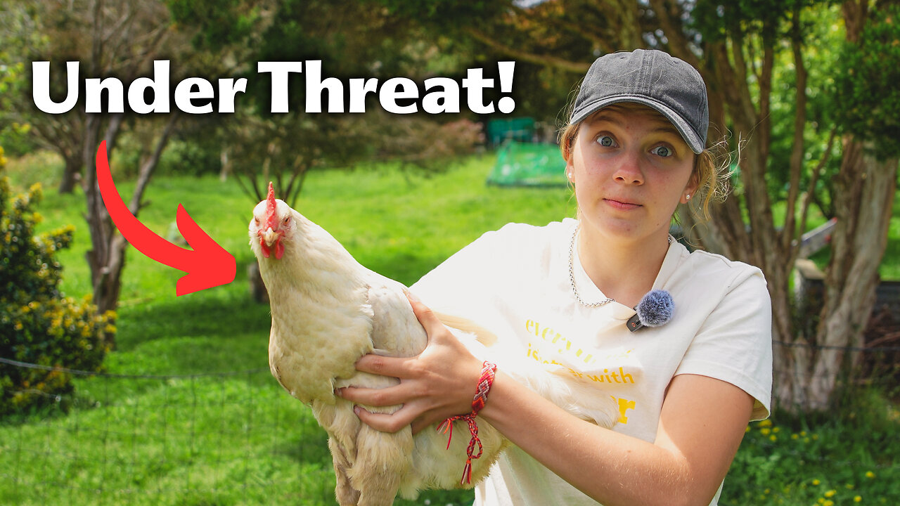 Your chickens' safety is not guaranteed - They are coming!