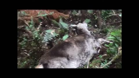 3 deer shot 30m from hut