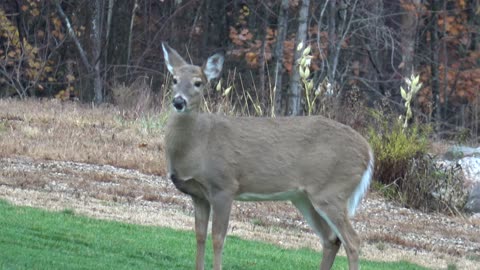 White-tailed deer