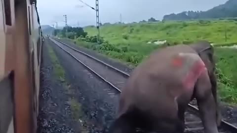 Elephant Accident