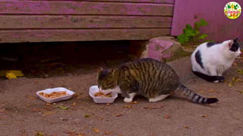 💕 Adorable Kittens _ Friends 🐶🐇🐹🐥 _ Sweet Cat Sounds _ Playful Moments
