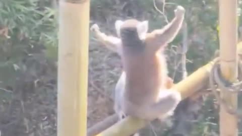 The Lemur Who Worships the Sun.