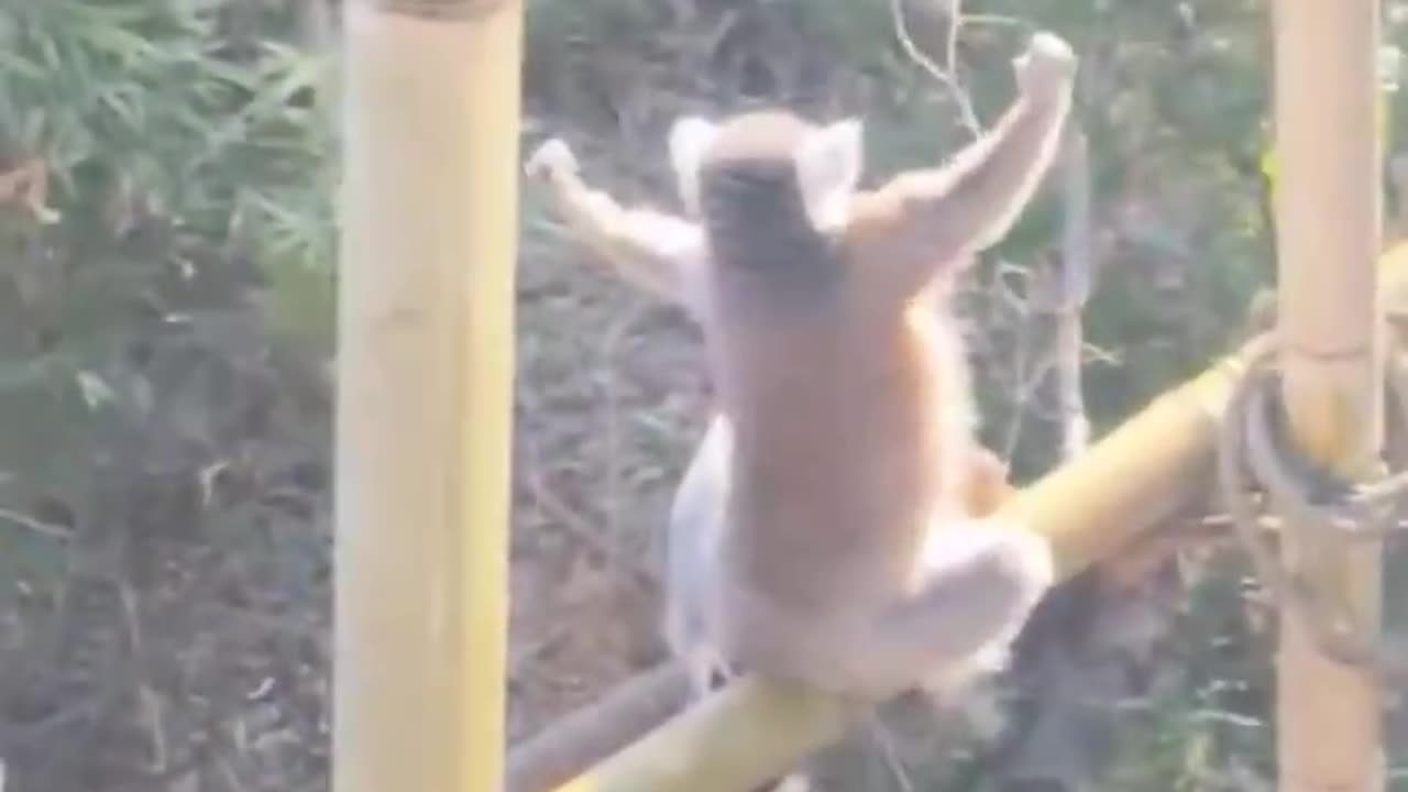 The Lemur Who Worships the Sun.