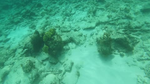 Snorkeling at Hawksnest Beach, St John USVI