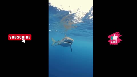 Tiger Shark | Diving | Caught On Camera | Wild Life