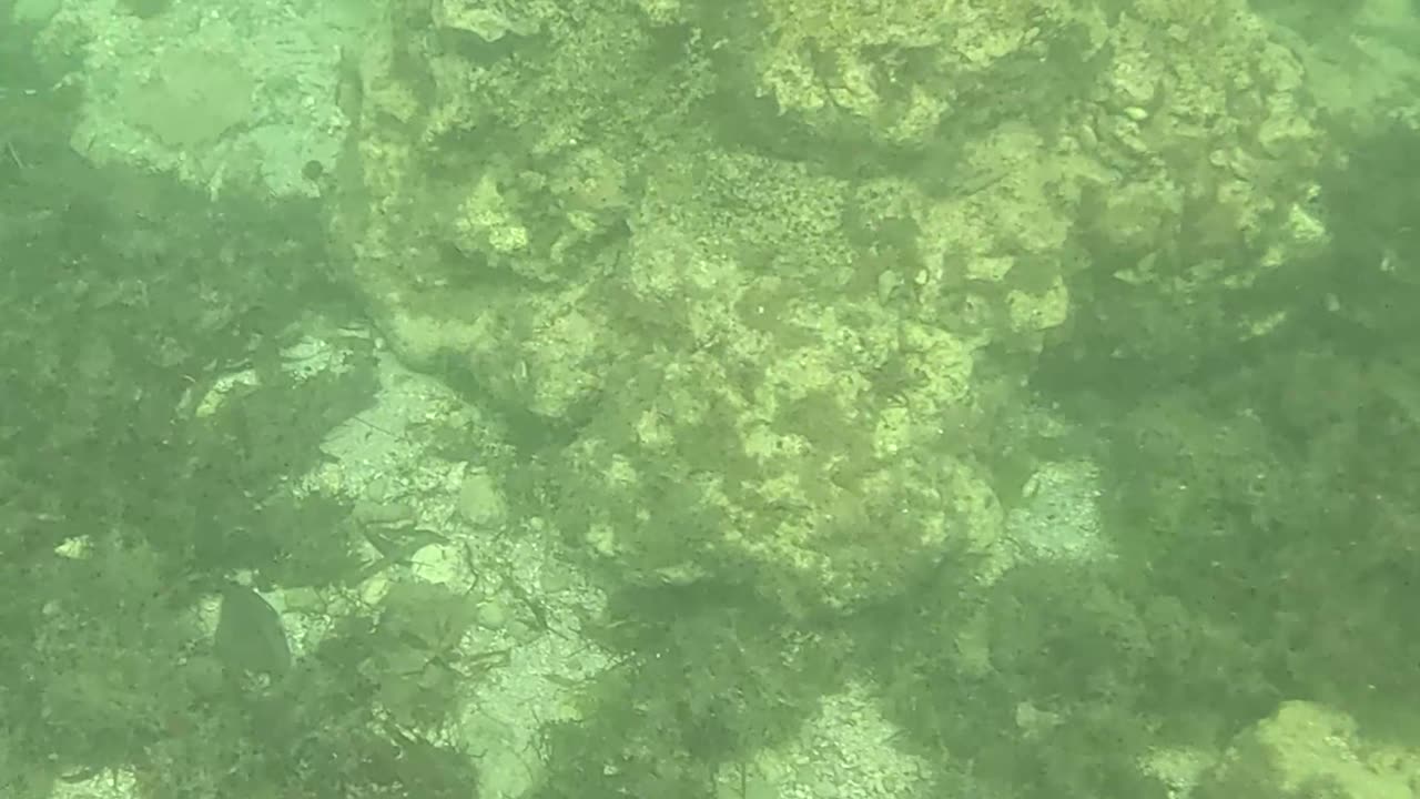 Any Day Snorkeling Is A Good Day!!