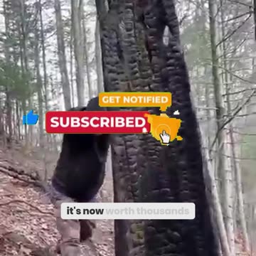 This Tree is Worth More Than GOLD After Lightning Struck It!